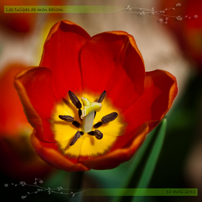 http://fredetsev.eu/galeriesLR/tulipes_2011/content/images/large/04_10_06.jpg