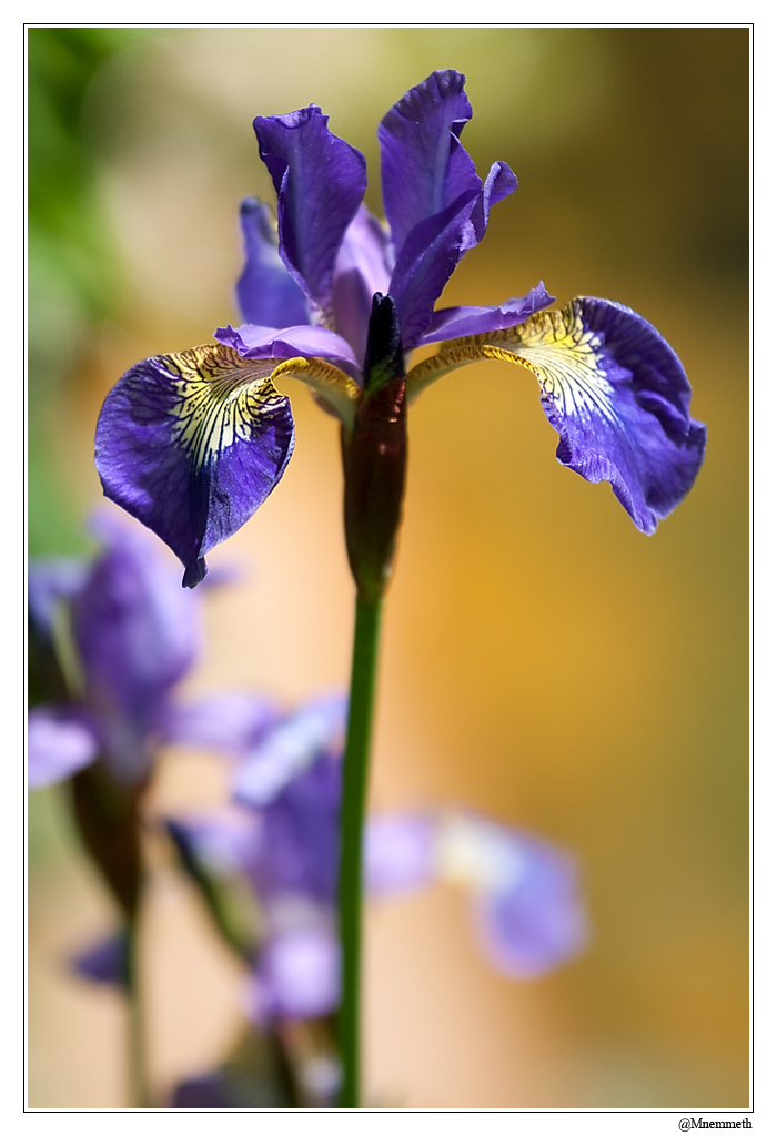 Fleurs01