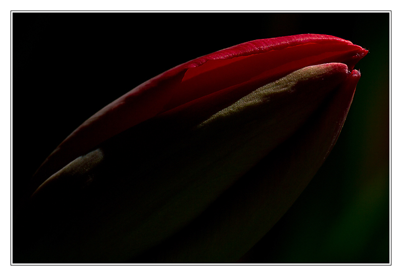 San Francisco - tulipe02 